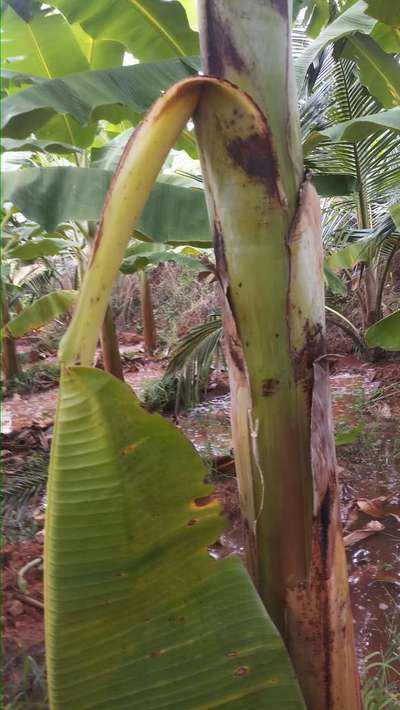 Banana Bract Mosaic Virus - Banana