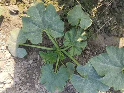 Powdery Mildew - Zucchini