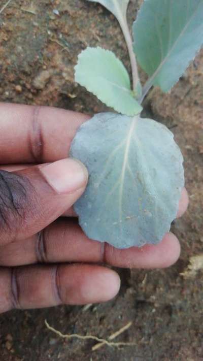 Powdery Mildew - Cabbage