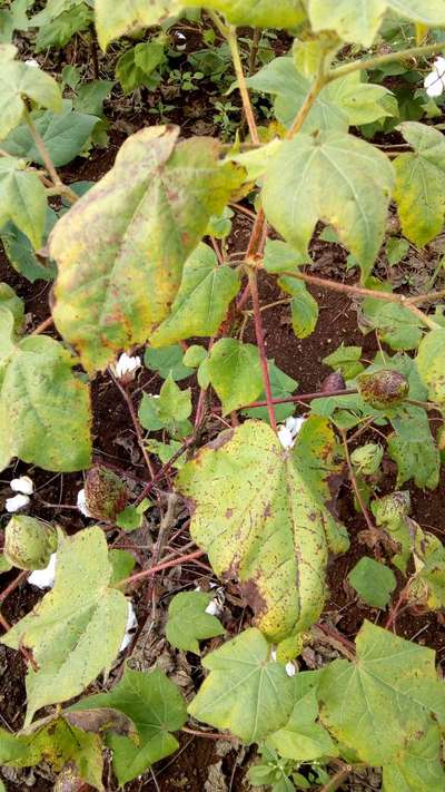 Cotton Leafhopper Jassids - Cotton