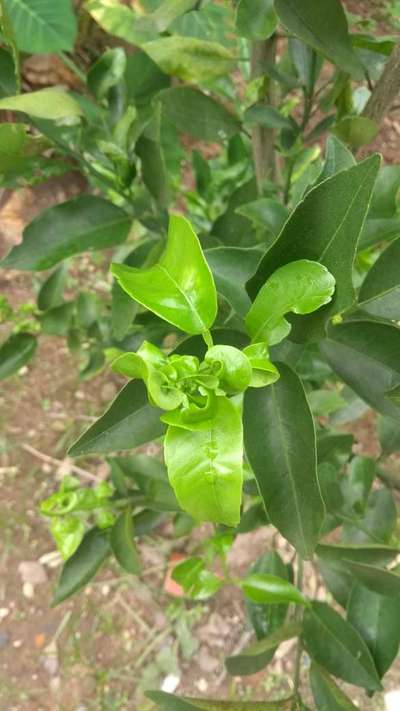 Pulgão Verde dos Citros - Citros