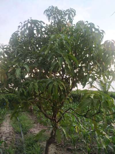 ತಂಬಾಕು ಕ್ಯಾಟರ್ಪಿಲ್ಲರ್ - ಮಾವು