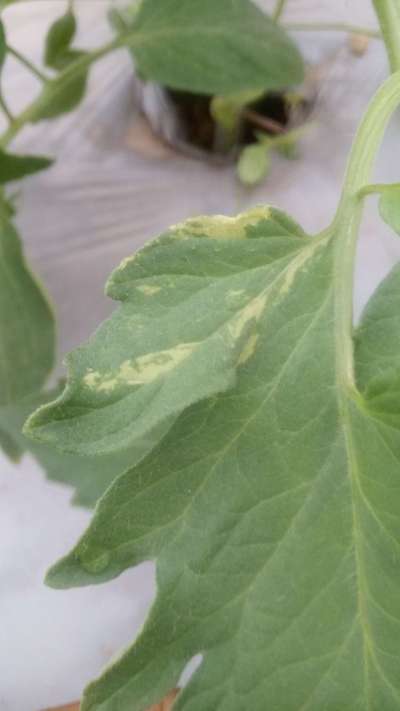 Variegación de las hojas - Tomate