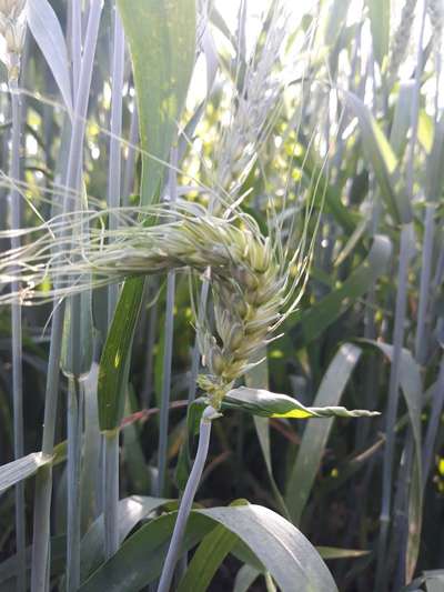 Frost Damage - गेहूं