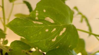 Fertilizer Burn - Tomato