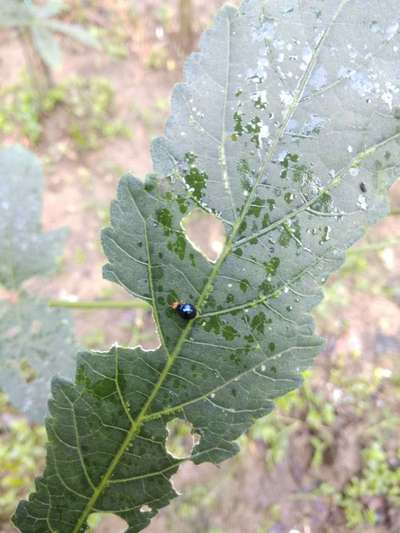 Flea Beetles - Okra