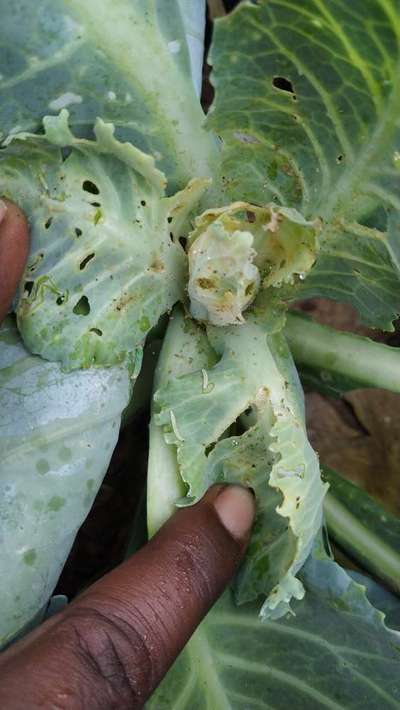 Diamondback Moth - Cabbage