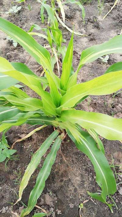 Mancha foliar, murcha e  crestamento em milho - Milho