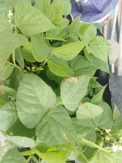 Potassium Deficiency - Bean