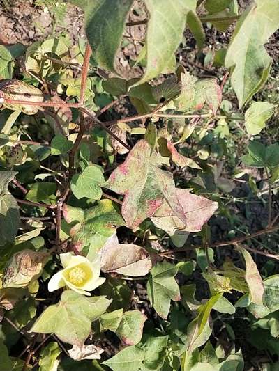 Magnesium Deficiency - Cotton