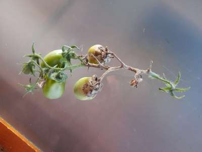 Mofo Cinzento - Tomate