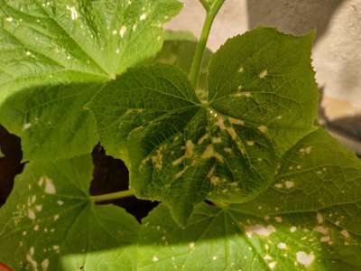 Leaf Miner Flies - Cucumber
