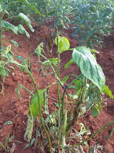 Wet Rot - Capsicum & Chilli