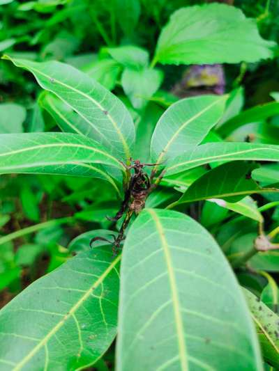 Mango Shoot Borer - Mango