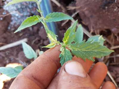 Variegação Foliar - Tomate