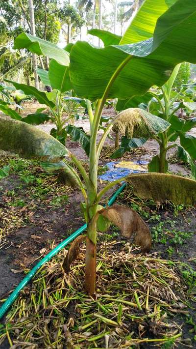 Tobacco Caterpillar - Banana