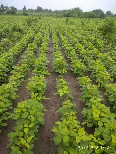 Tobacco Caterpillar - Soybean