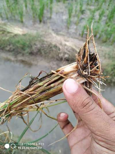 Nematodes - Rice