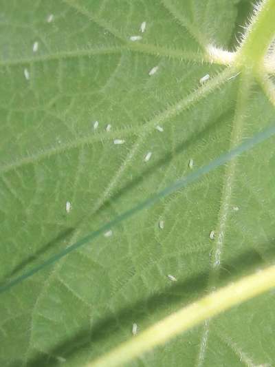 Whiteflies - Cucumber