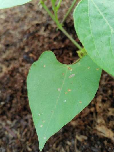 Flea Beetles - Bean