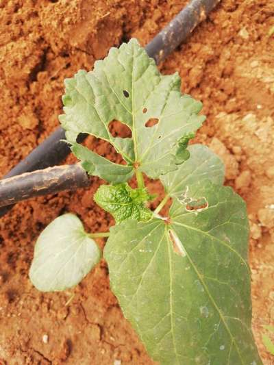 Flea Beetles - Okra