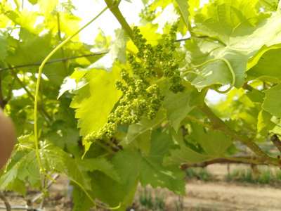 Downy Mildew of Grape - Grape