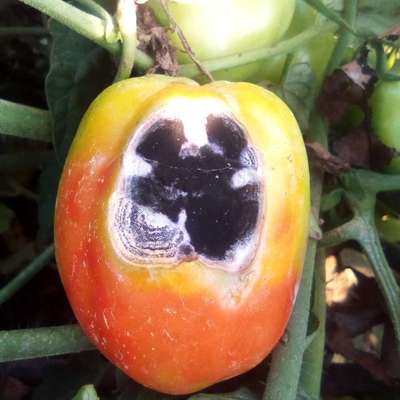 Sunburn - Tomato