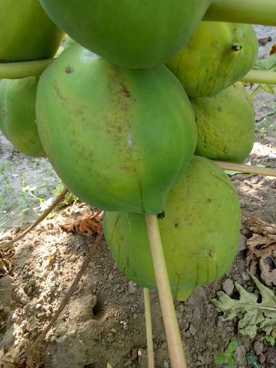 पपीते का काले धब्बे का रोग - पपीता