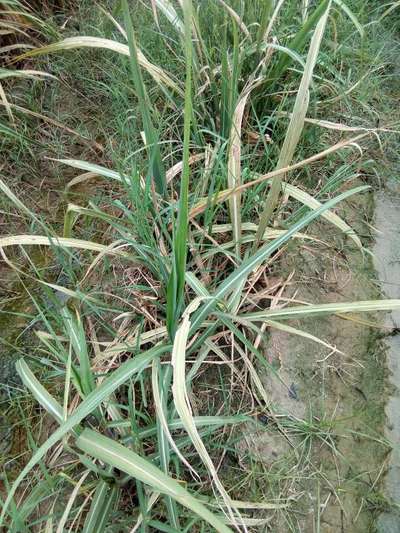 Termites - Sugarcane