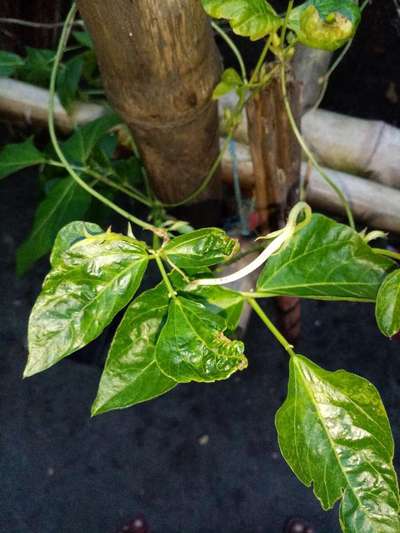 পাতাফড়িং ও জেসিড পোকা - শিম