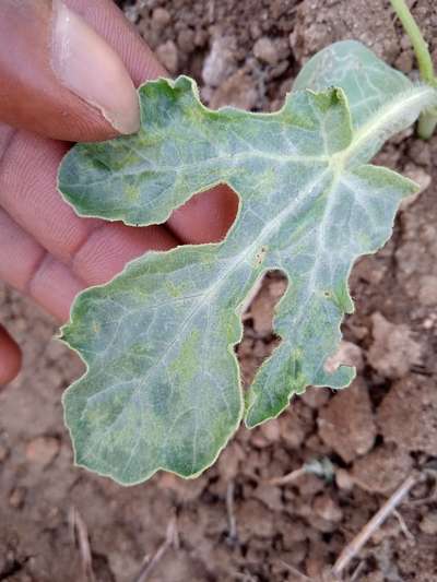 ಕುಕುರ್ಬಿಟ್ಸ್ನಲ್ಲಿ ಡೌನಿ ಶಿಲೀಂಧ್ರ - ಕಲ್ಲಂಗಡಿ