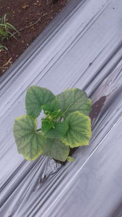 Leafhoppers and Jassids - Cucumber