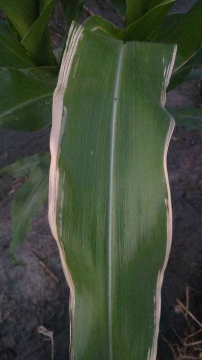 Potassium Deficiency - Maize