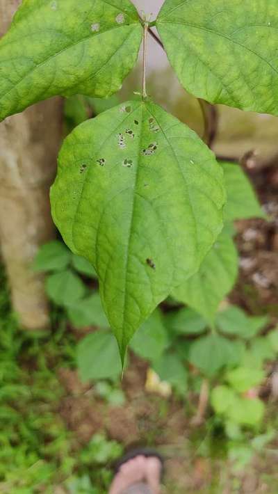 Flea Beetles - Bean