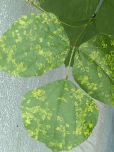 Mungbean Yellow Mosaic Virus - Black & Green Gram