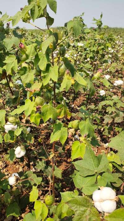 Alternaria Leaf Spot of Cotton - Cotton