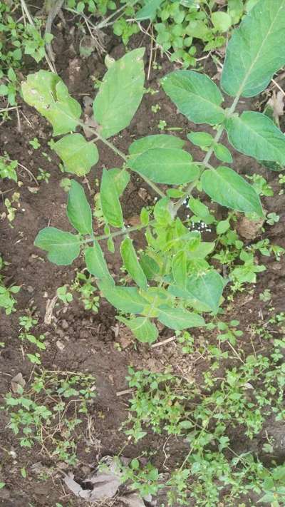 Mealybug - Tomato