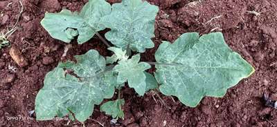 Powdery Mildew - Brinjal