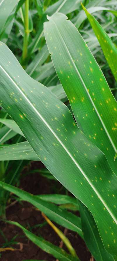 Grey Leaf Spot of Maize - Maize