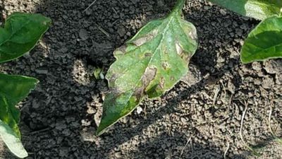 Tomato Late Blight - Tomato