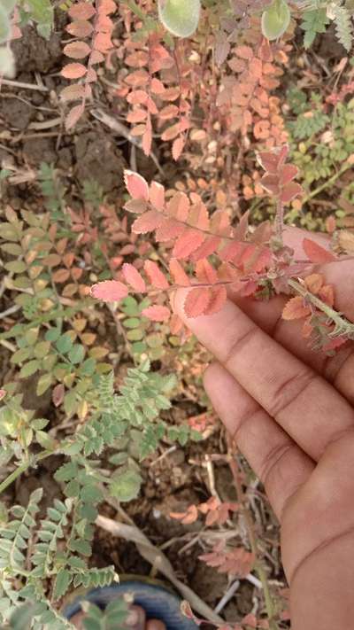 फ्यूज़ेरियम विल्ट - काबुली चना