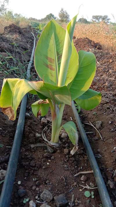 ಬಾಳೆಯ ಎಲೆ ಗುಳ್ಳೆ - ಬಾಳೆಹಣ್ಣು