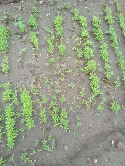 Damping-Off of Seedlings - Capsicum & Chilli