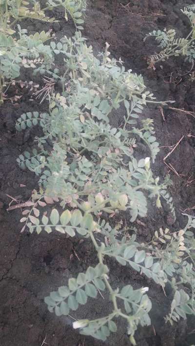 Dry Root Rot of Chickpea - Chickpea & Gram