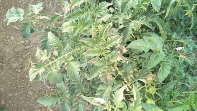 Boron Deficiency - Tomato