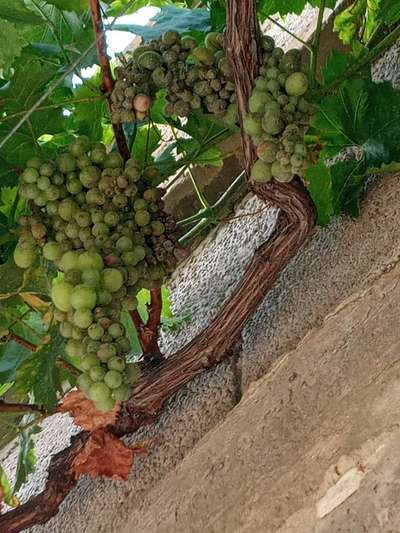 عفن البوتريتس (العفن الرمادى) - العنب