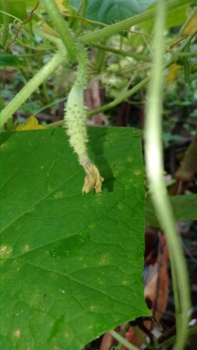 Calcium Deficiency - Cucumber