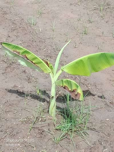 Potassium Deficiency - Banana