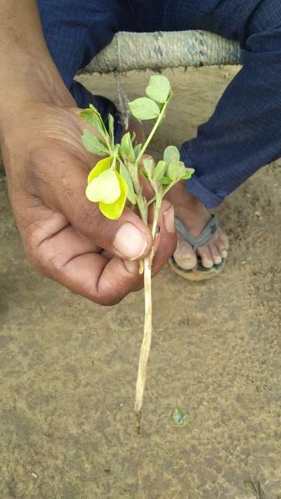 बीन की जड़ की शुष्क सड़न - मूंगफली