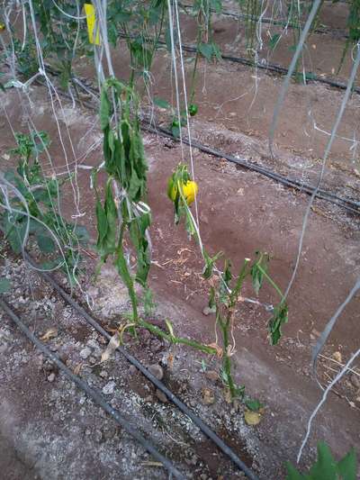 Bacterial Wilt - Capsicum & Chilli